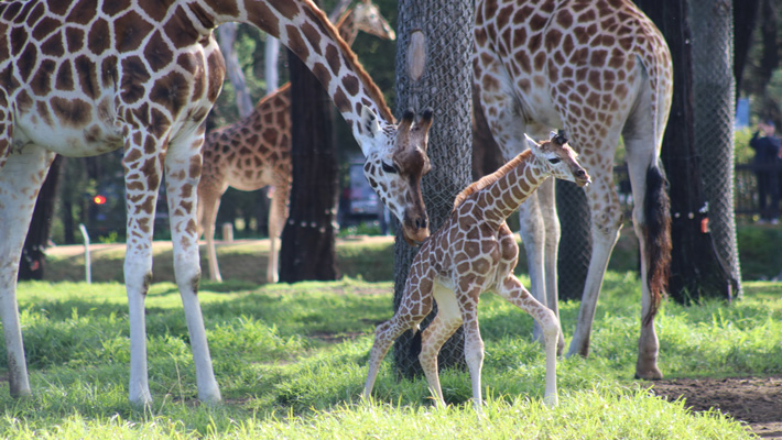 Giraffe Calf with Mother