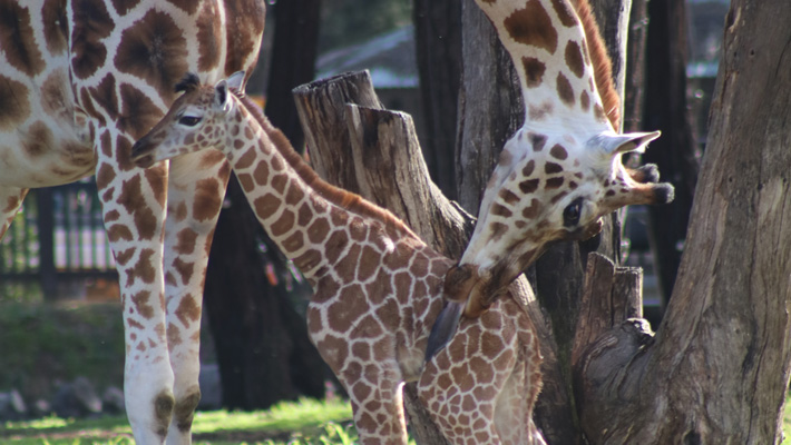 Giraffe Calf with Mother