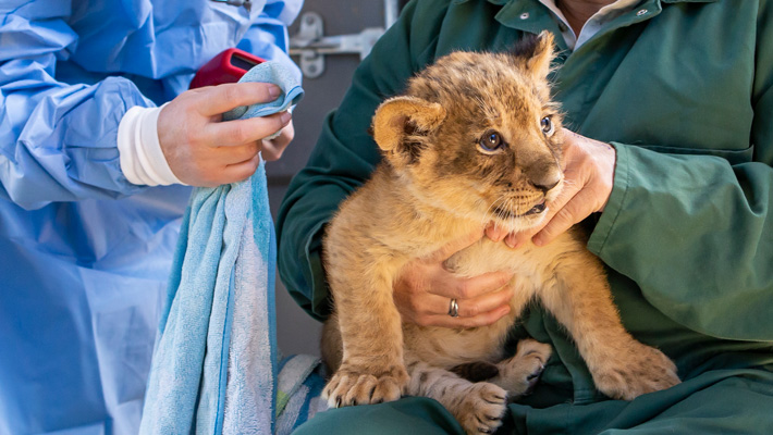 Lion Cubs health Check with Vet Alisa Wallace & Justine Powell
