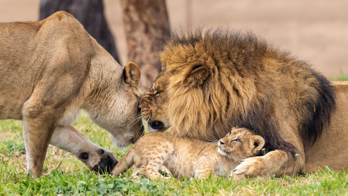 Marion, Lwazi and cub. Photo: Rick Stevens