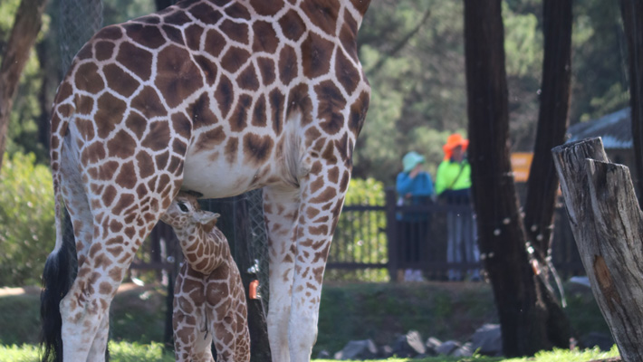 Giraffe Calf with Mother