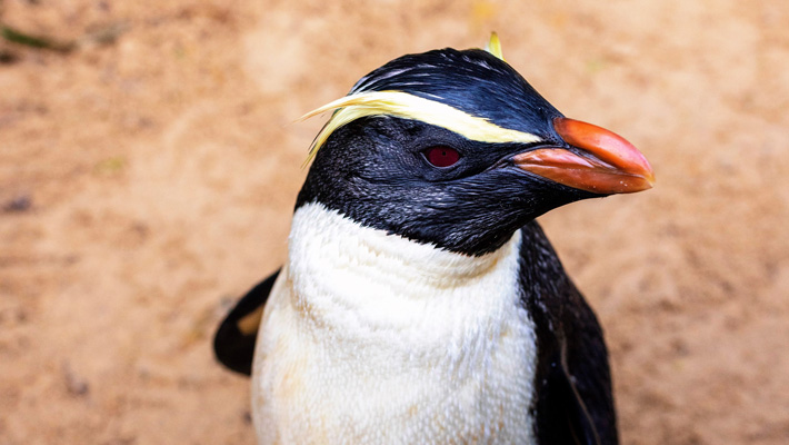 Ed the Fiordland crested penguin