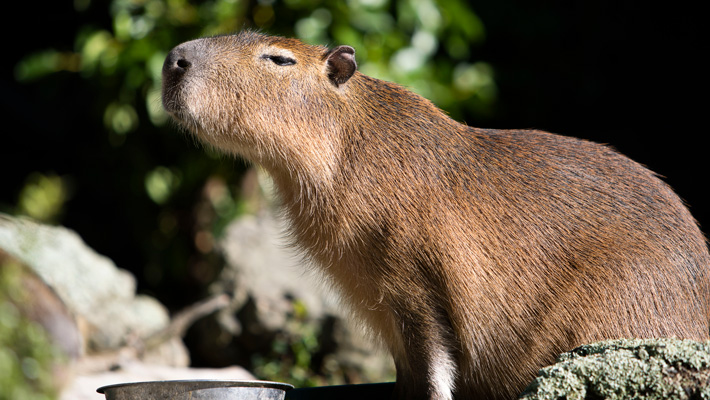 Capybara at Taronga Zoo Sydney