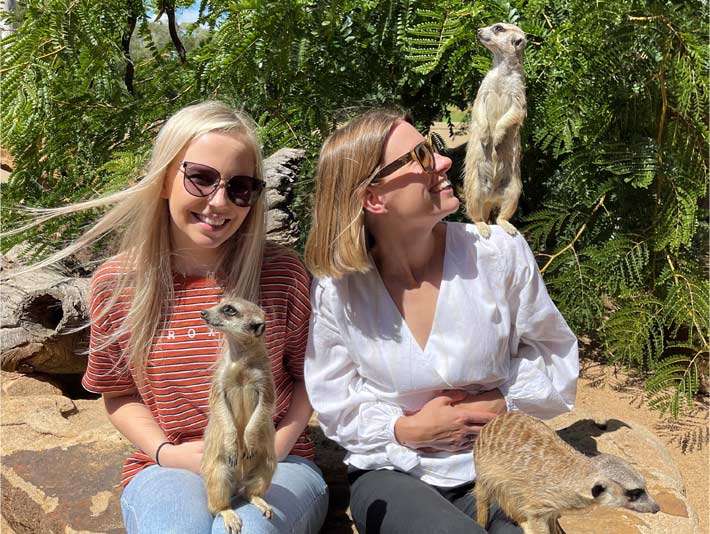 Get up close to our curious meerkats