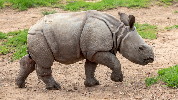 Greater One-horned Rhino Calf, Hari.