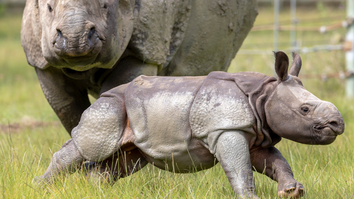 Greater One-horned Rhino Calf, Hari, with mum, Amala.