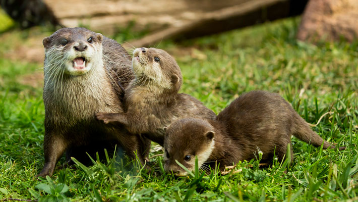 Small-clawed Otters at Taronga Western Plains Zoo Dubbo.