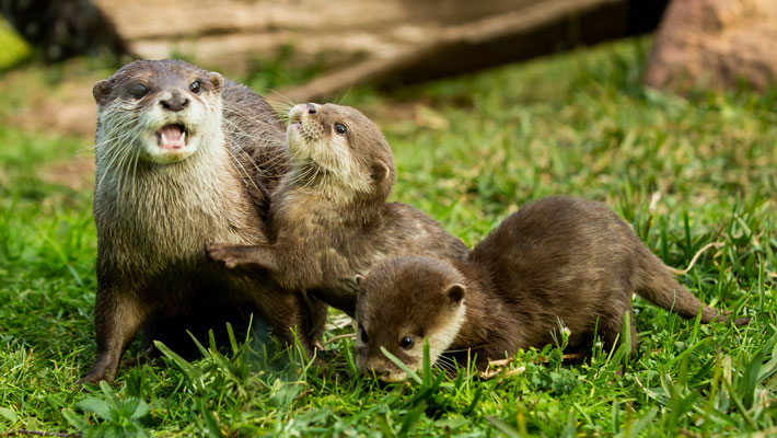 Otter Keeper Talk | Taronga Conservation Society Australia