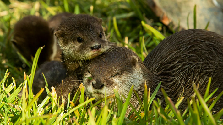 Small-clawed Otters at Taronga Western Plains Zoo Dubbo.