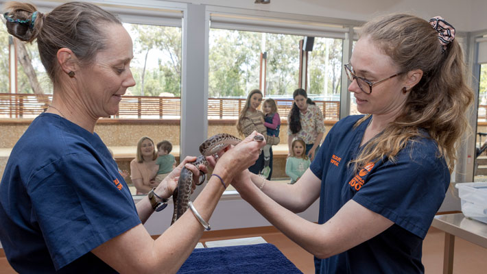 Guests observing Hospital staff during a procedure