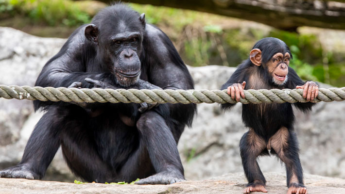 Chimpanzees at Taronga Zoo Sydney