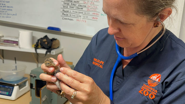 Vet at Taronga Western Plains Zoo conducting Plains-wanderers health check