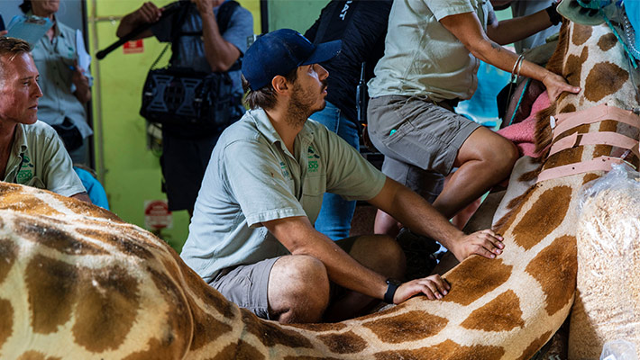 Jimiyu being supported by Taronga staff during procedure 