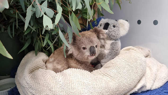 Koala joey with koala soft toy 