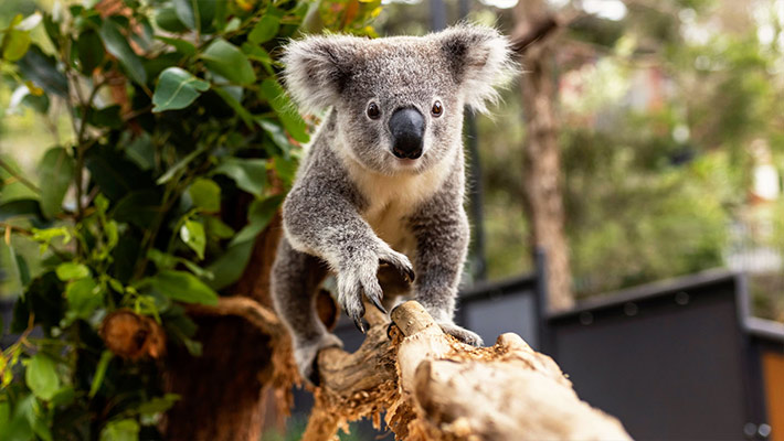 Koala in Taronga's Nura Diya Precinct 