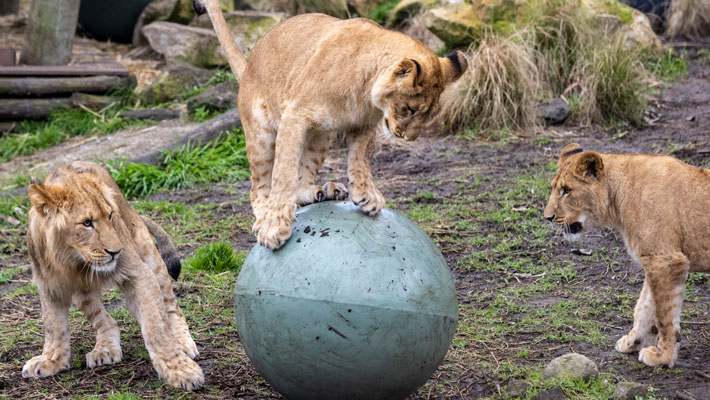 Lion cub playing with heavy-duty balls 
