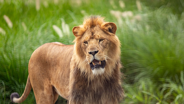 Lions at Taronga Zoo Sydney