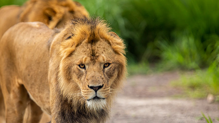 Lions at Taronga Zoo Sydney