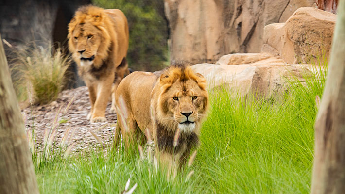 Lions at Taronga Zoo Sydney