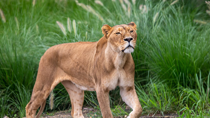 Lions at Taronga Zoo Sydney