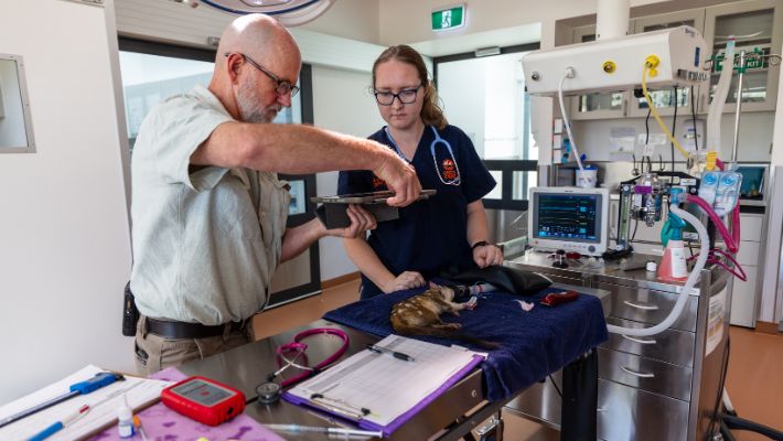 Senior Conservation Officer Nic Atchison and Veterinary Nurse Amy Bartlett performing Chuditch health checks.