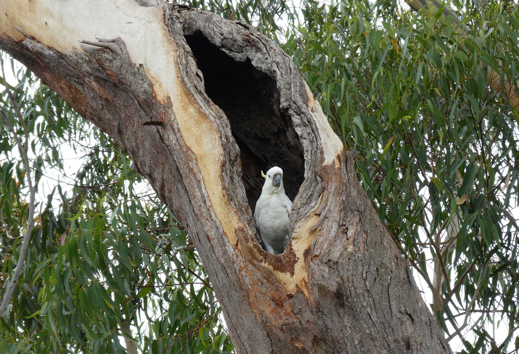 Sulphur-crested Cockatoo in Hollow - Photo: Dr. John Martin