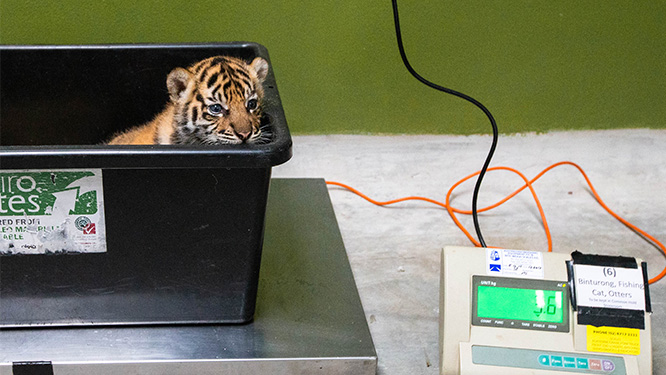 Tiger cubs get weighed