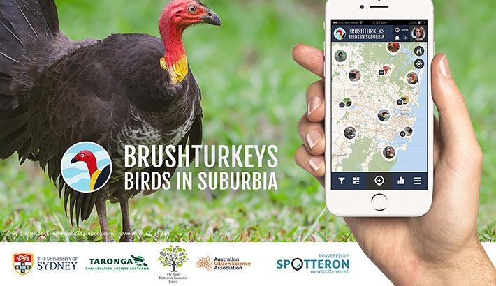 Get involved as a citizen scientist by reporting using the Brush-turkeys app.