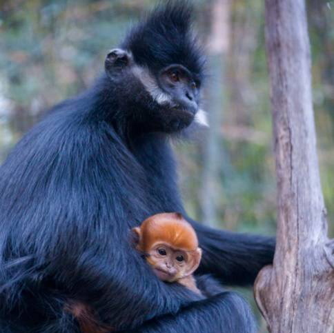 Francois' Langur, Didi