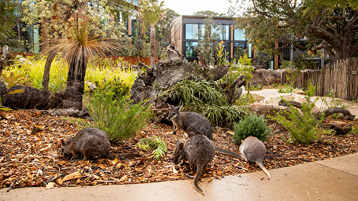 Australian native animals in the Sanctuary.
