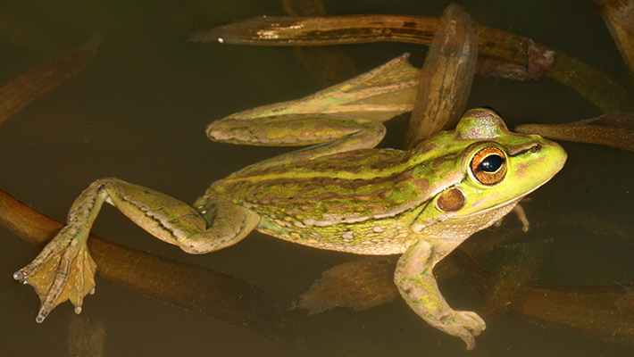 Yellow-spotted Bell Frog 