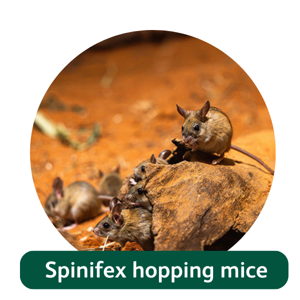 Spinifex hopping mice