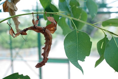 Spiny Leaf Insect