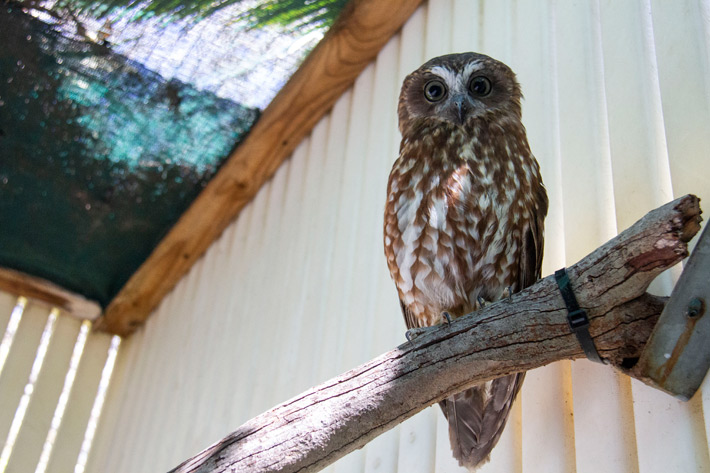 Boobook owl