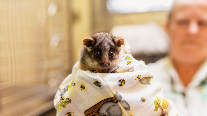 Ringtail possums at Taronga Wildlife Hospital