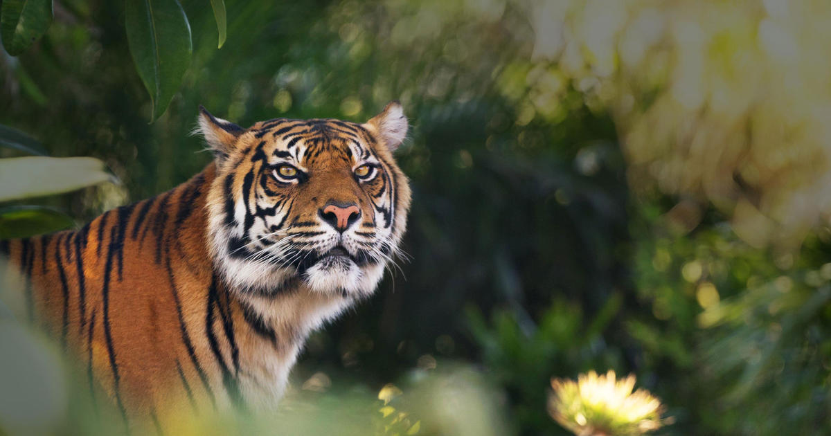 Taronga Conservation Society Australia
