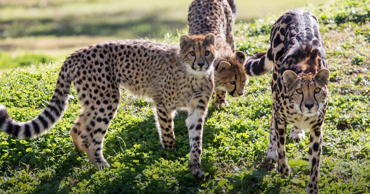 Cheetah Taronga Conservation Society Australia cheetah-taronga-conservation-society-australia