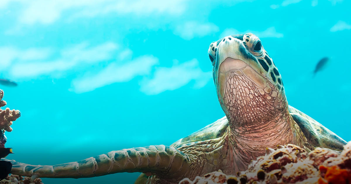 Marine Turtle | Taronga Conservation Society Australia