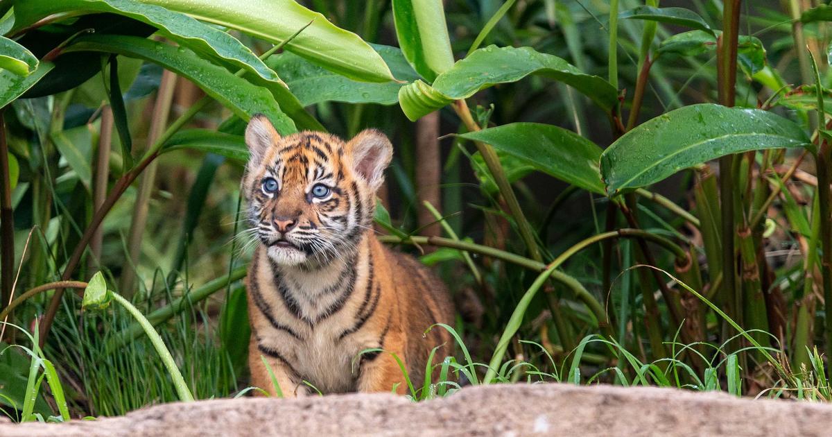 which is better sydney zoo or taronga zoo