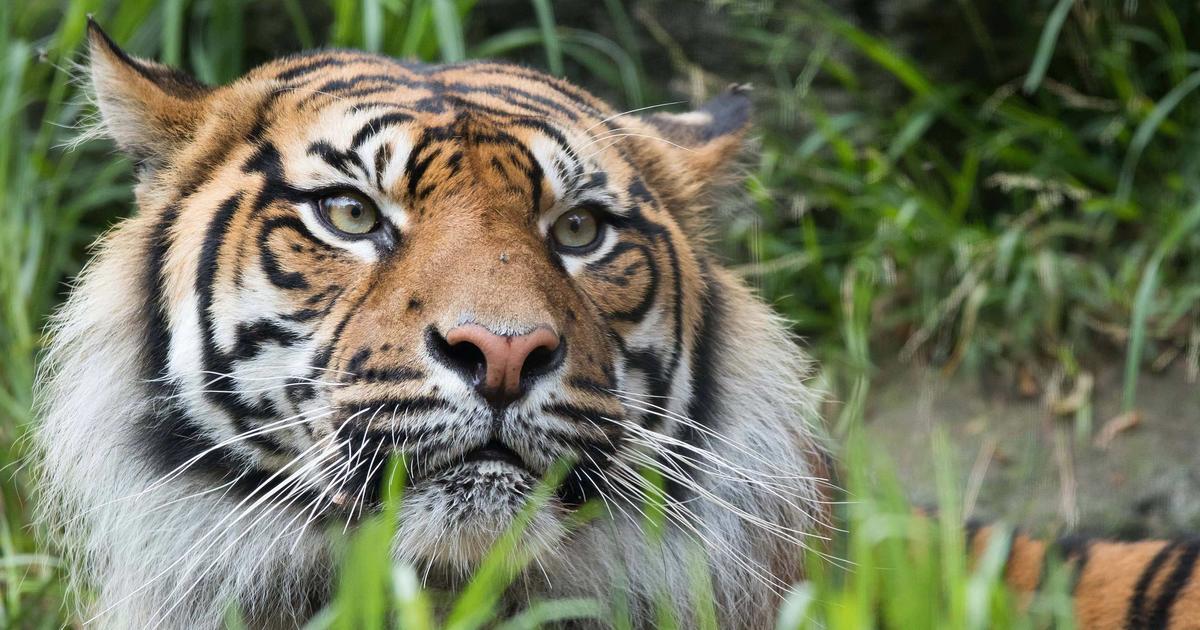 30,000 Taronga guests raise their palm for tigers | Taronga ...