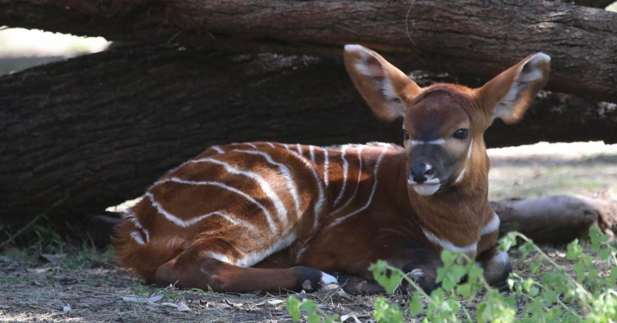 Rare Bongo calf born at Dubbo Zoo Taronga Conservation Society Australia