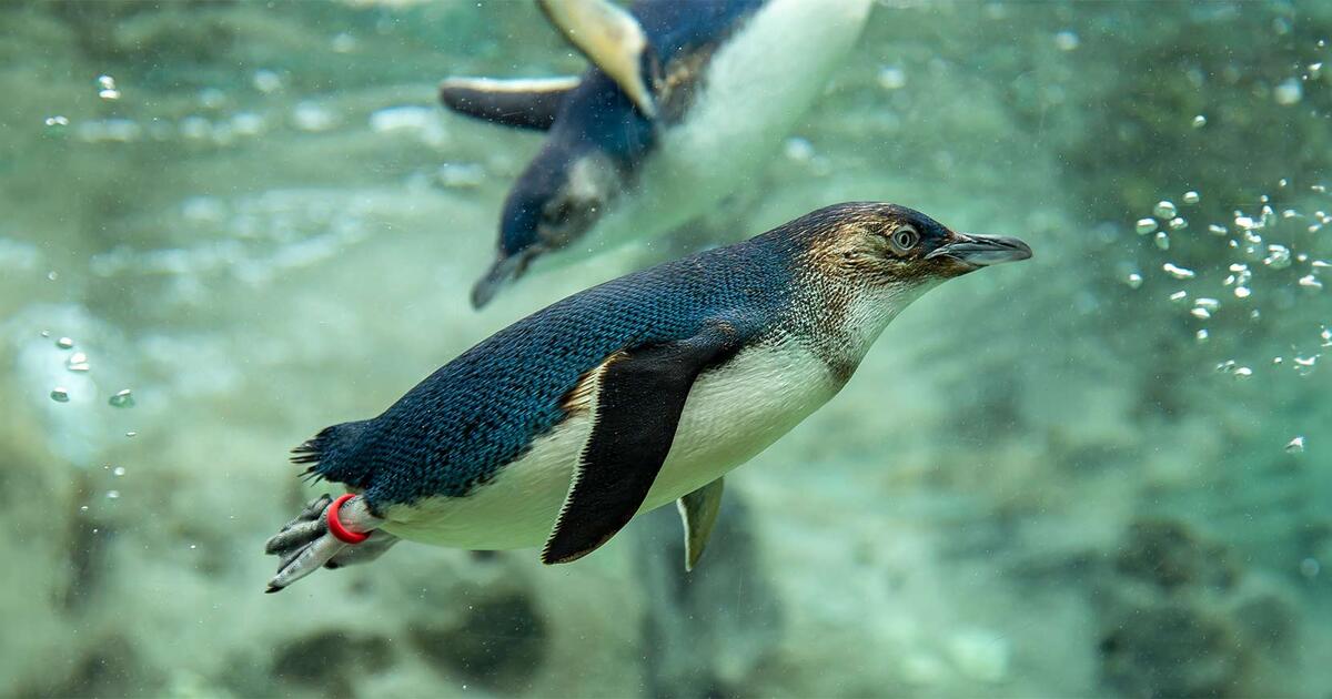 Little Penguin | Taronga Conservation Society Australia