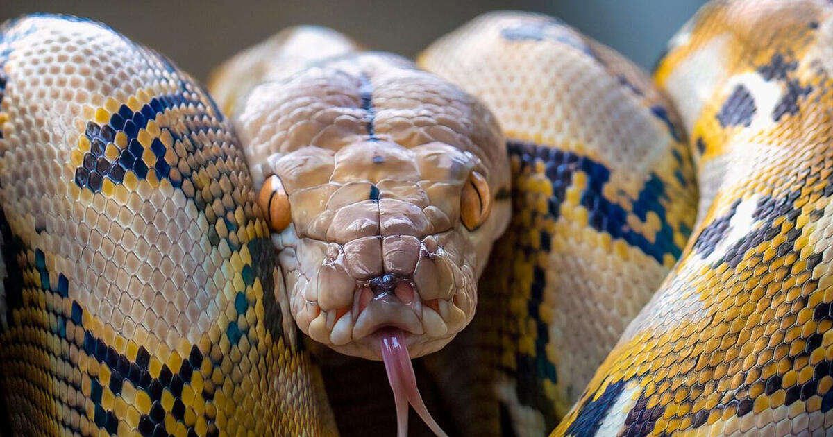 Reticulated Python Moving Giant Reticulated Pythons In 2024