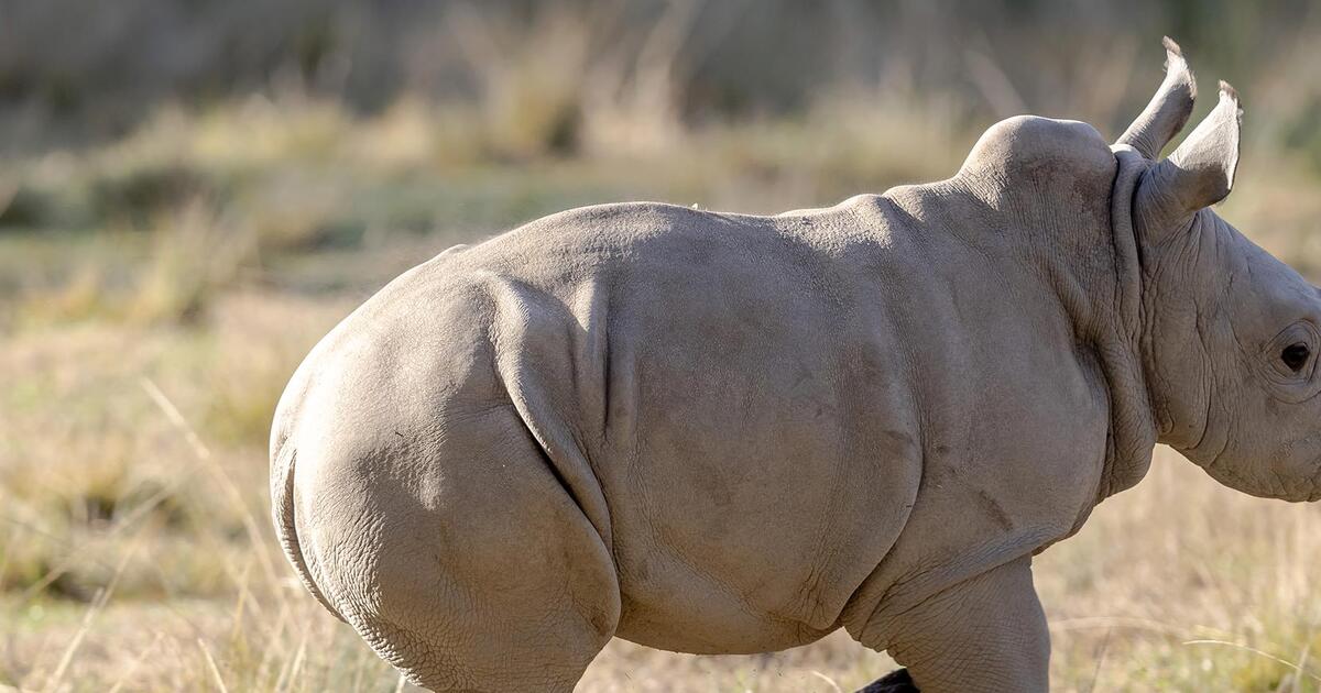 Rhino Ranger | Taronga Conservation Society Australia