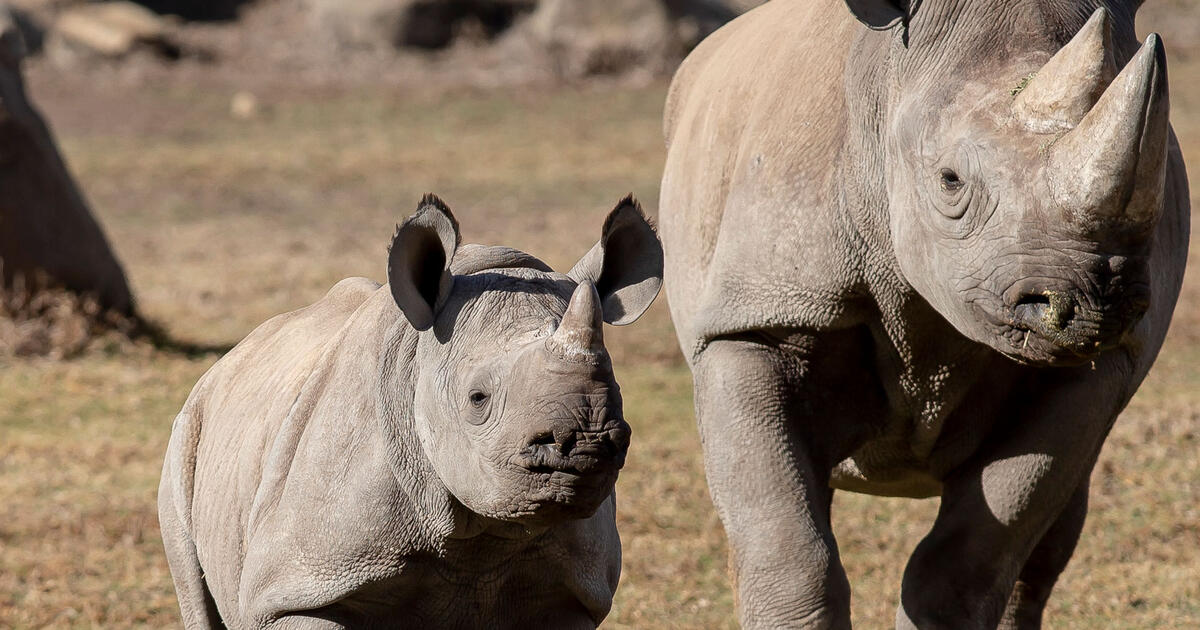 Taronga Western Plains Zoo Dubbo | Taronga Conservation Society Australia