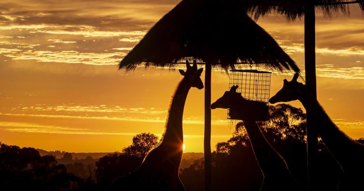 Building a Better Zoo Taronga Conservation Society Australia
