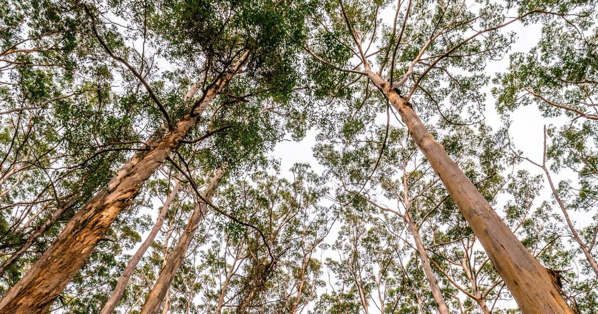 australian bush taronga conservation