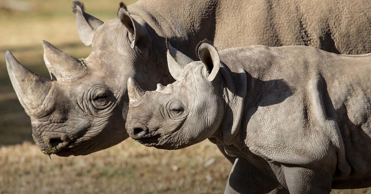 What is World Rhino Day all about? | Taronga Conservation Society Australia