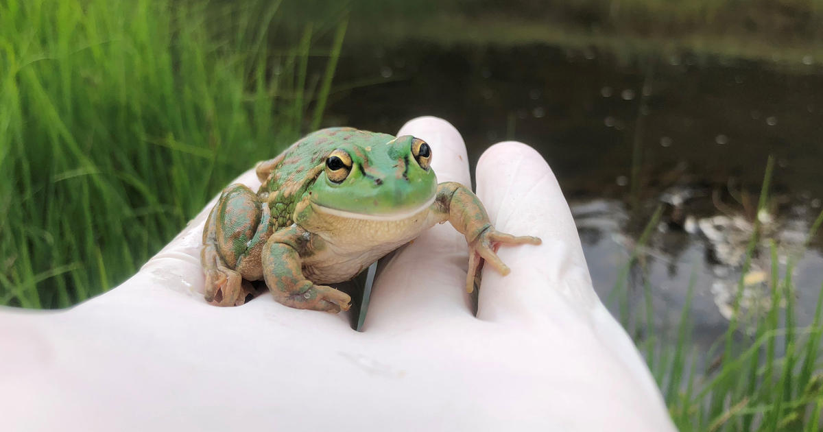 Frog Conservation Biobanking | Taronga Conservation Society Australia