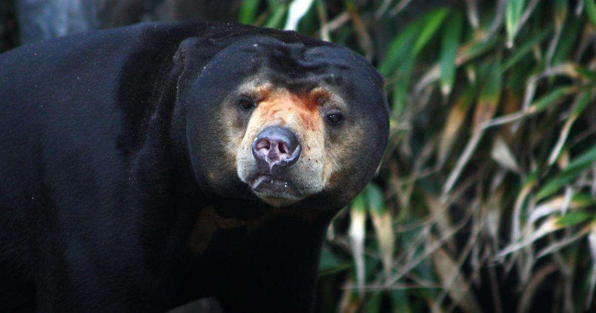 Sun Bear and Moon Bear Conservation | Taronga Conservation Society